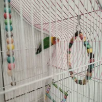 طوطی کوتوله