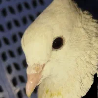 کبوتر پیدا شده