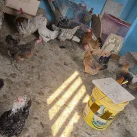 تخم نطفه دار