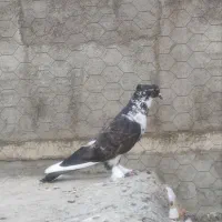 ۱۰ طوق کبوتر نر و ماده یک جا