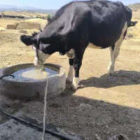 نوکل سیمینتال اصل