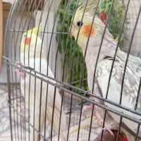 عروس هلندی جفت