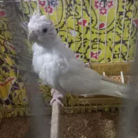 عروس البینوماده