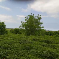 فروش ۷/۵ هکتار زمین رحیم آبادرودسر