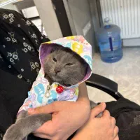 گربه بریتیش ماده