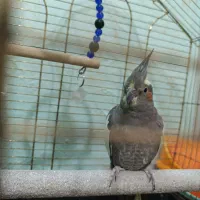 عروس هلندی نر 4ماه