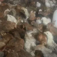 جوجه 35روزه گلپایگان