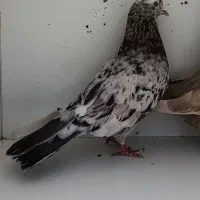 کبوتر سرور پرشی