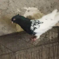 کله سیا کلایی ماده