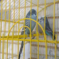 مرغ عشق