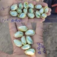 مغز بندی پسته