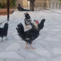 خروس گلین مشکی خال سوزنی ریش پر