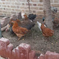جوجه ۴ماها