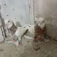 کفتر|پرنده|فسا, |دیوار