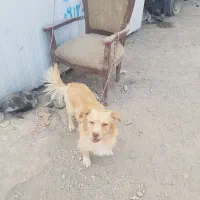 سگ پا کوتاه نر
