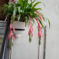 کراچولا با ده ها پاچوش