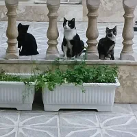 واگذاری دو تا بچه گربه