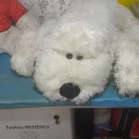 خرس بزرگ|اسباببازی بچه|مشهد, نیزه|دیوار