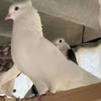 ی جفت کبوتر گم شده مژدگانی 1 تومن