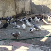 تعداد حدودا ۴۰ عدد پرنده یکجا به فروش میرسن