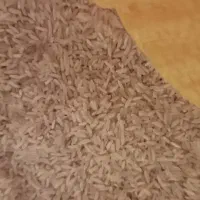 برنج درشت شمالی