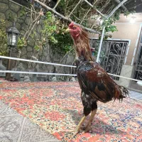 خروس لاری