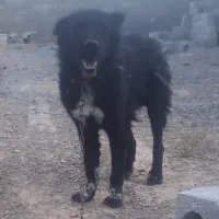 سگ توله