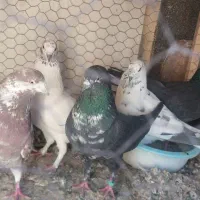 کفتر