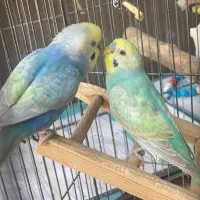 مبل فروش مرغ عشق