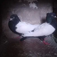 جفت سینه سیا کاردرست