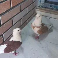 کبوتر دو جفت پشت دار کاکلی زیبا