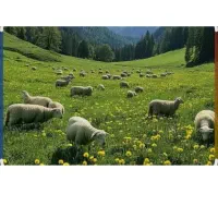 چهار عدد توغلی نر مناسب برای قربانی