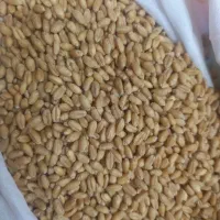 گندم‌ ریژاو بذری