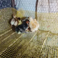 جوجه امپراطور و جوجه برهما بلوو خروس ابریشمی