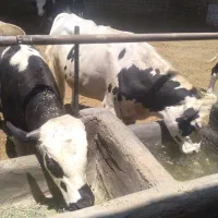 گوساله نربرای نذری محرم