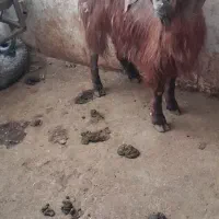 بز جم کردنی