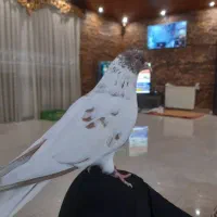 کبوتر دستی
