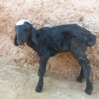 بره شیری ماده ، درشت