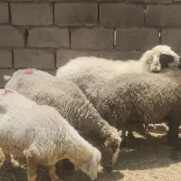6 عدد میش جوان و آبستن معامله با بز یا چپش