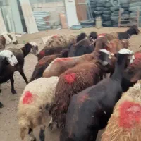 میش بره دار جوان افشار درشت