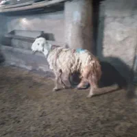 یه قوچ پلنگی جوان