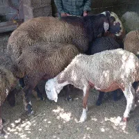 گوسفند