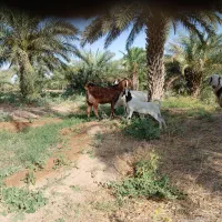 چهار تا بز