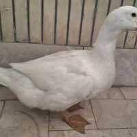خروس چهل تاج و اردک ماده
