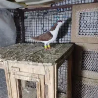 ی جفت خوشرنگ سرخ