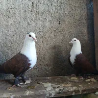 مخمل
