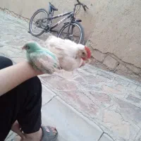 دو عدد جوجه