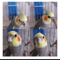 پرنده .عروس هلندی