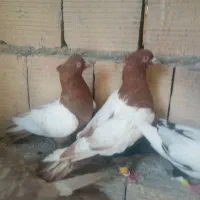 کبوتر رنگی