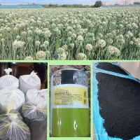فروش بذر پیاز مینروا(دستگیری)از قوطی آرژانتین